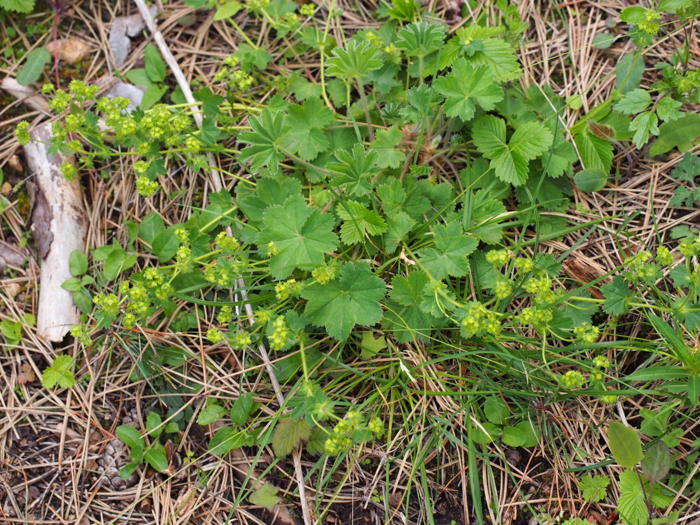 Lady's Mantle,(Blueish) plant